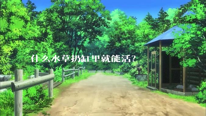 什么水草扔缸里就能活？