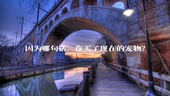 因为哪句话，你买了现在的宠物？